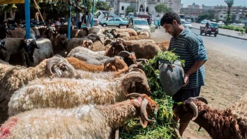 عيد الأضحى 2026.. المجازر تفتح أبوابها طوال الإجازة ورقابة صارمة على اللحوم