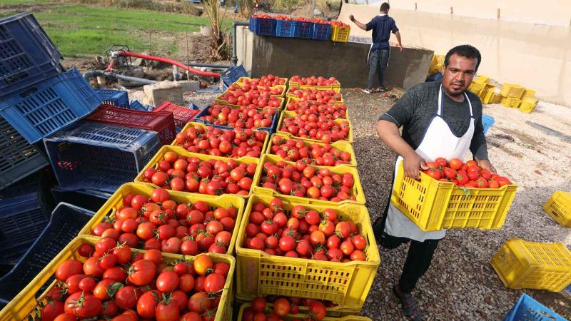 متحدث الزراعة: فتح 21 سوقا جديدة دليل على الثقة الدولية في المنتجات المصرية