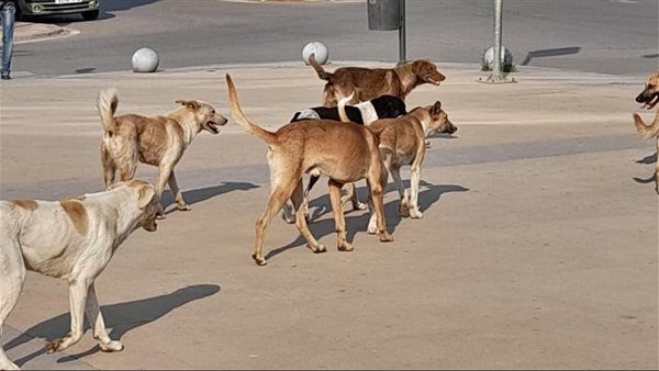 حكم قتل الكلاب بالسم للخلاص من الإيذاء.. أمين الفتوى يجيب