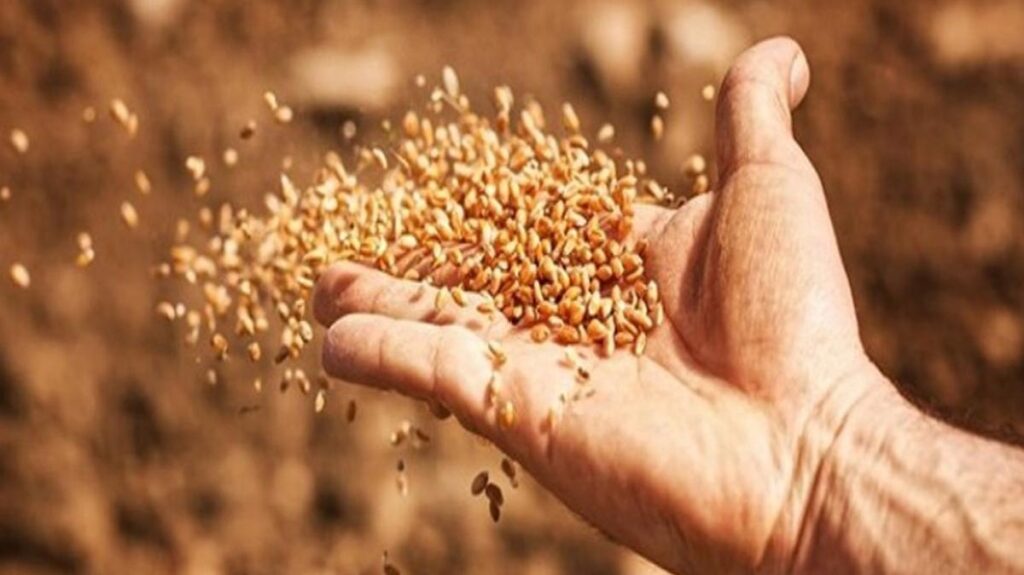 نقيب الفلاحين: مفيش دولة في العالم تستهلك 20 مليون طن قمح في السنة